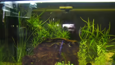 Becken 10690 von aquamax