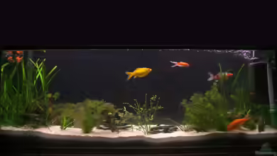 Becken 10708 von Jan Koenen