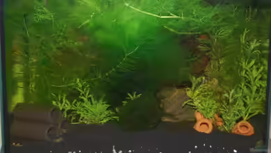 Becken 10761 von Bernhard Messinger