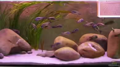 Becken 10763 von Ralph Ineichen