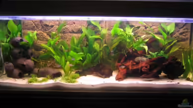 Becken 10796 von HaubeDeluxe