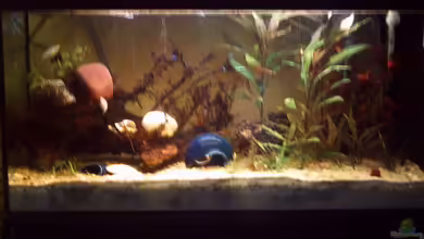 Becken 10805 von vollmer1