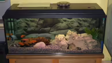 Becken 1082 von Michael Meier