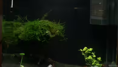 Becken 10845 von StefanE.