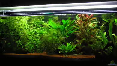 Becken 1087 von Mario Theiß