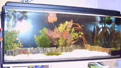 Becken 10880 von Fischfan