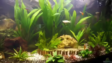 Becken 10915 von Mario Kosowski