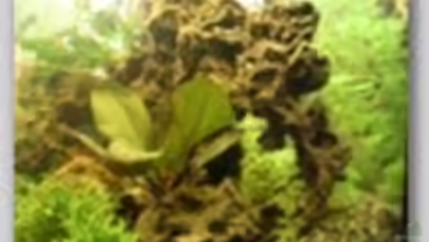 Becken 1092 von Ralf Thomae