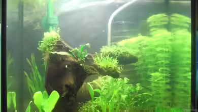 Becken 10927 von Oli