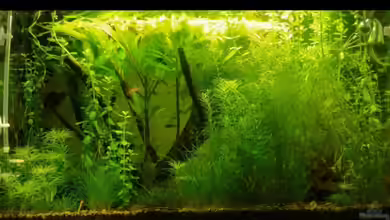 Becken 10939 von Freibel