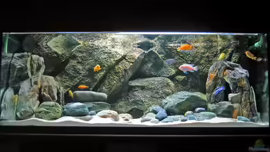 Becken 1094 von Ludwig Prantl