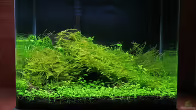 Becken 10952 von Michael Schwendinger