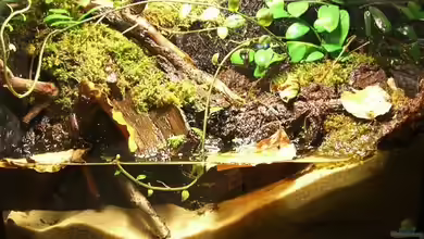 Becken 10963 von Johannes