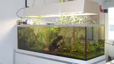 Becken 10965 von AQ Daniel