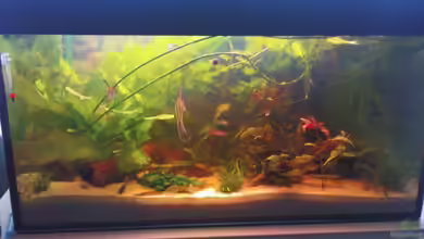 Becken 10994 von Maria Dicke