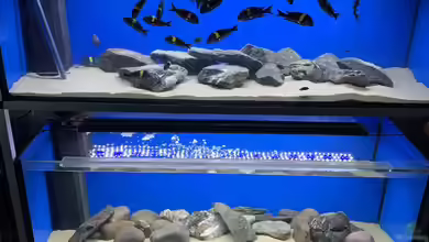 Becken 11038 von Dragan Jakovljevic