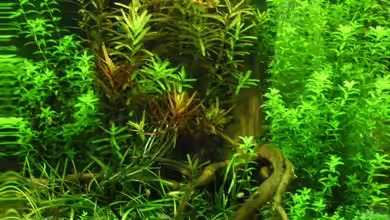 Becken 11047 von Jasmin