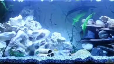 Becken 11078 von Frank S.