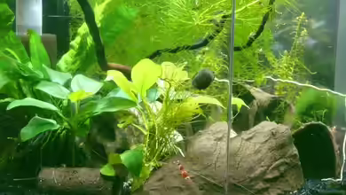 Becken 11098 von Bunter Fisch