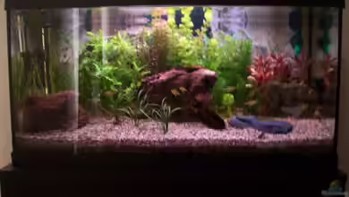 Becken 11121 von Moritz Tiegs