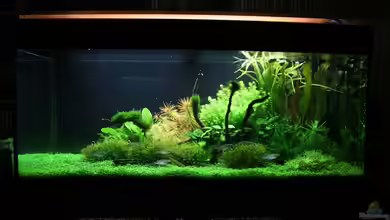 Becken 11128 von Tutti