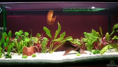 Becken 11144 von tomxl