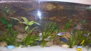 Becken 11155 von Mandy Henschel