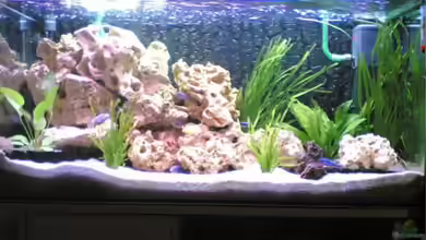 Becken 1116 von Richard Lischka