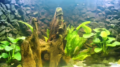 Becken 11170 von Alexander Stein