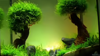 Becken 11178 von Pascal Kapphan