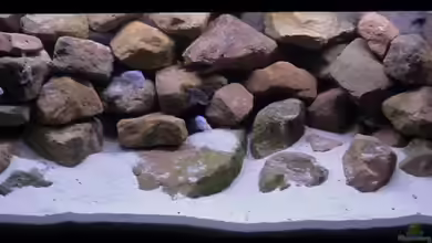 Becken 11191 von caoz78