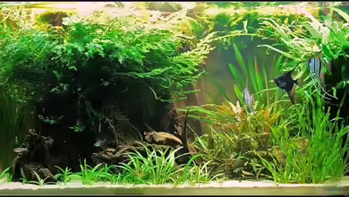 Becken 11196 von Grobi