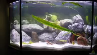 Becken 11234 von malawiwolf