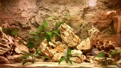 Becken 1124 von Sascha Omilian