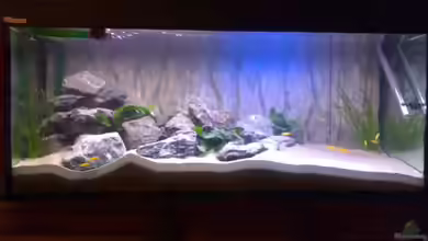 Becken 11253 von Julie