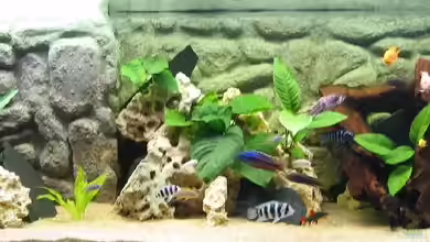 Becken 113 von Sascha Kaufmann