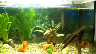 Becken 11335 von fabinator