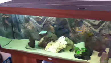 Becken 11342 von Höffi