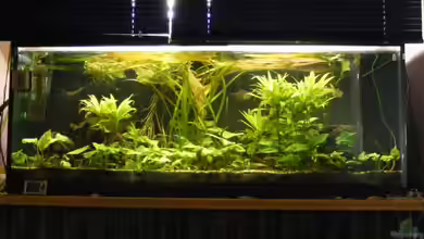 Becken 1135 von Stefan Horvath