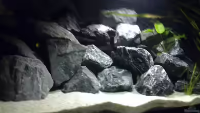 Becken 11362 Nur noch als Beispiel von Antonio Di Simone