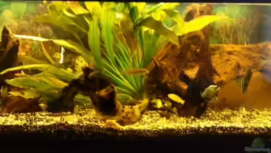 Becken 11378 von Sascha Kiefer