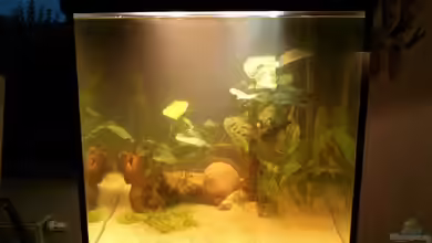 Becken 11397 von jaegerin1