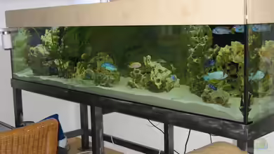 Becken 114 von Michael Schmidt