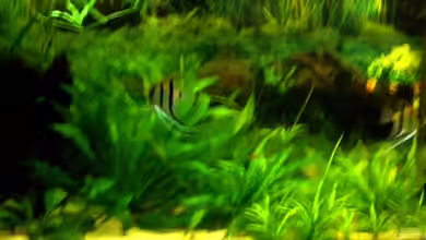 Becken 1142 von VeLa