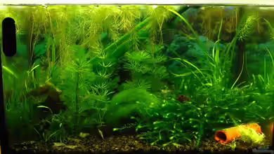 Becken 11436 von Niko Toumanidis