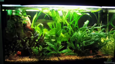 Becken 11437 von Jens Holzner