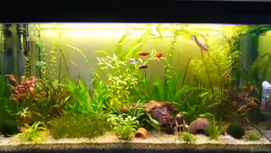 Becken 11479 von reimela