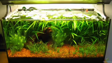 Becken 1149 von Matthias Weber