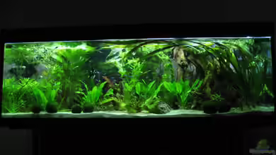 Becken 11494 von Marcus.H