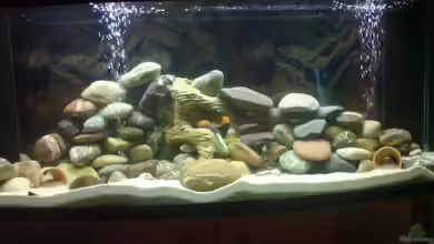 Becken 11519 von Ahmet Degerli